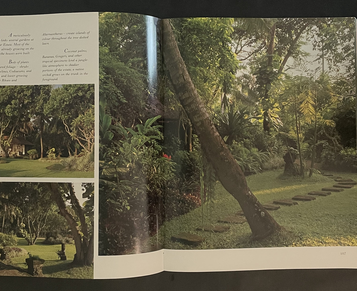 The Tropical Garden by William Warren, Luca Invernizzi Tettoni