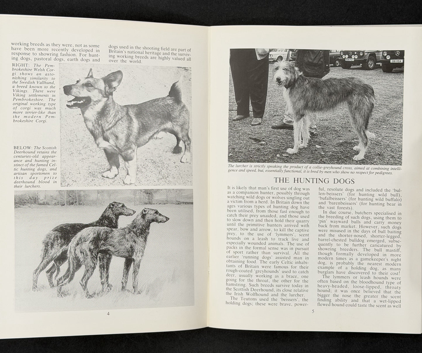 Old Working Dogs by David Hancock