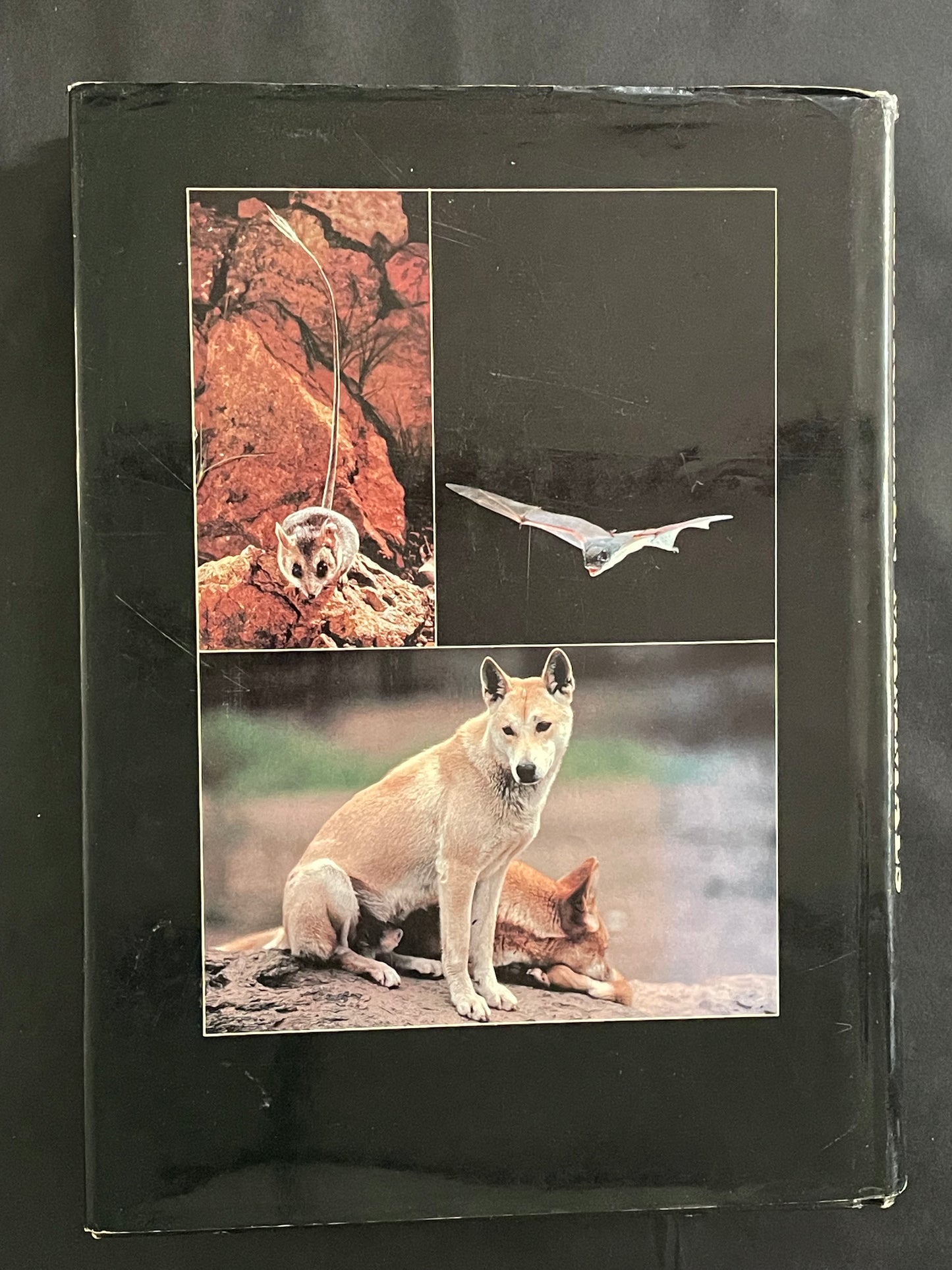 Complete Book of Australian Mammals by Ronald Strahan