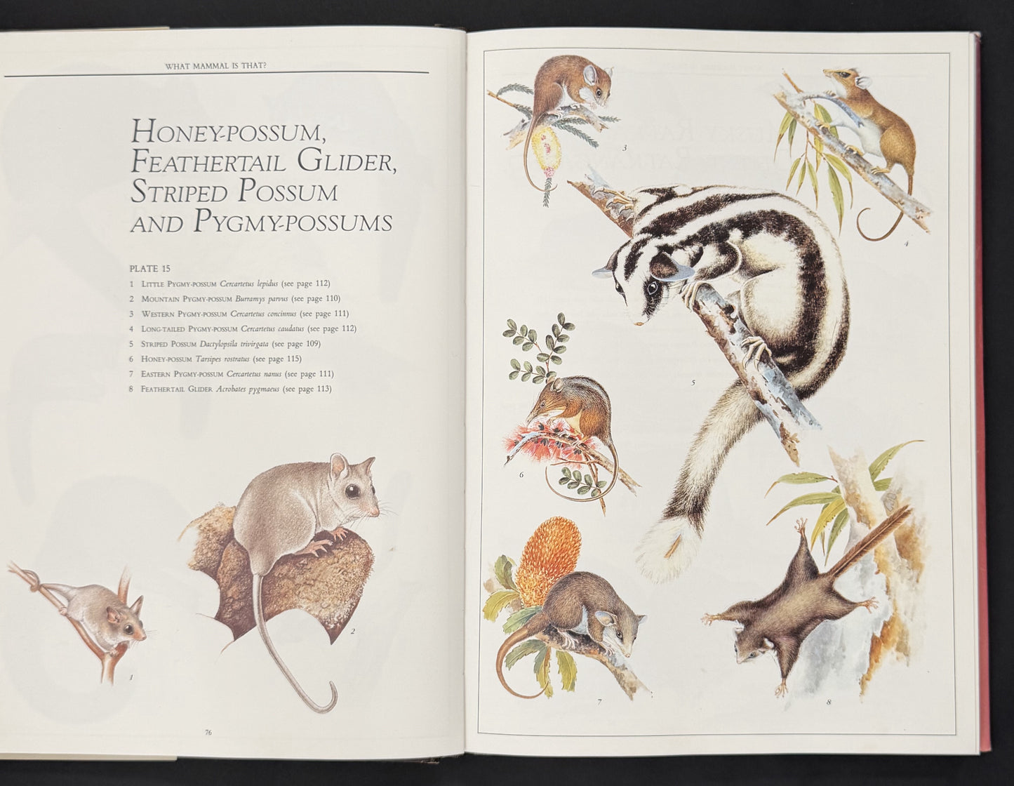 What Mammal is That? by Ronald Strahan, Neville William Cayley