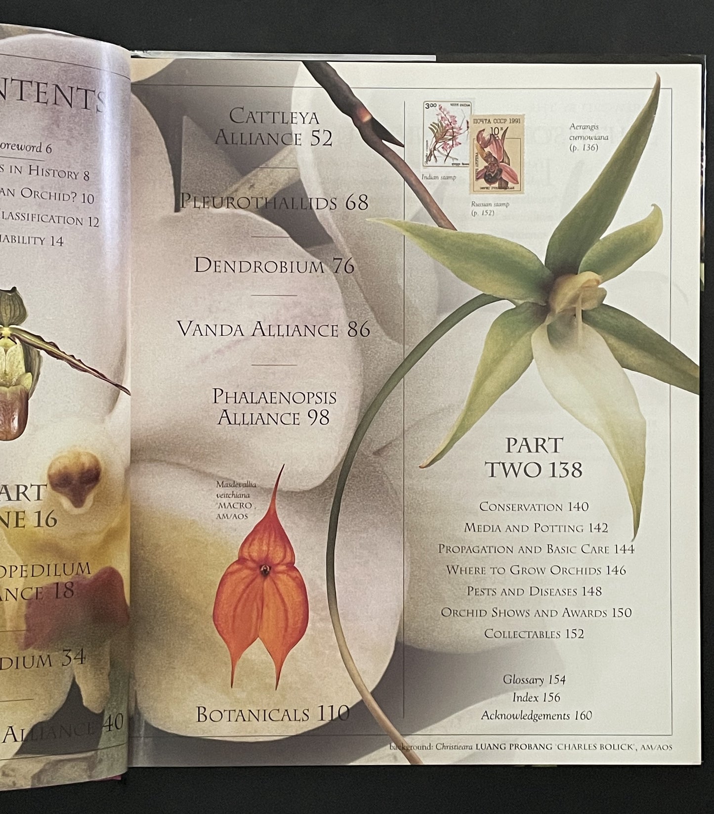Ultimate Orchid by Thomas John Sheehan