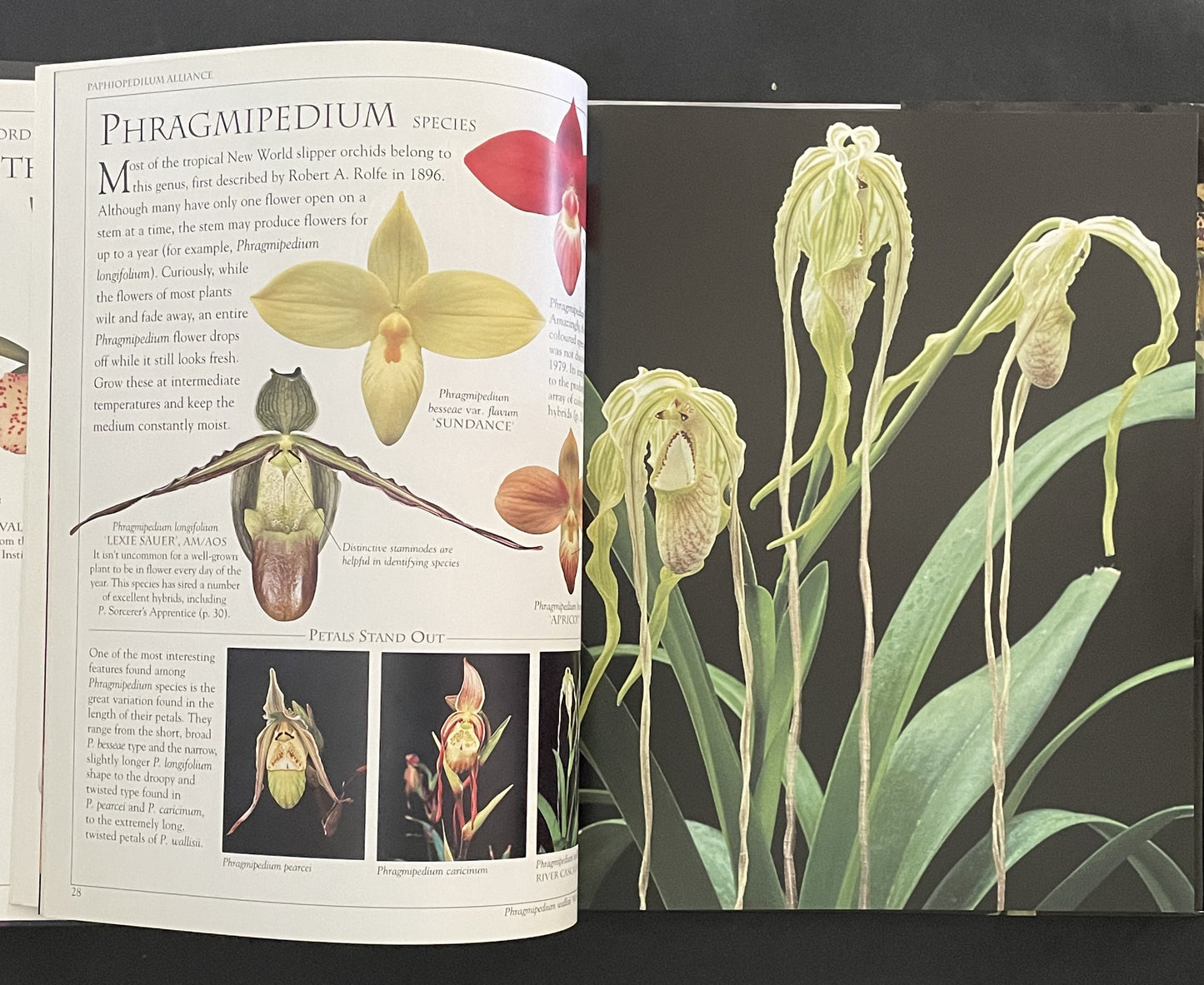 Ultimate Orchid by Thomas John Sheehan