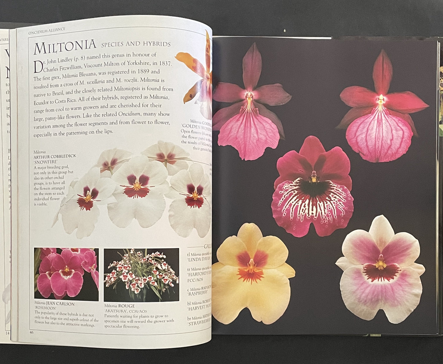 Ultimate Orchid by Thomas John Sheehan