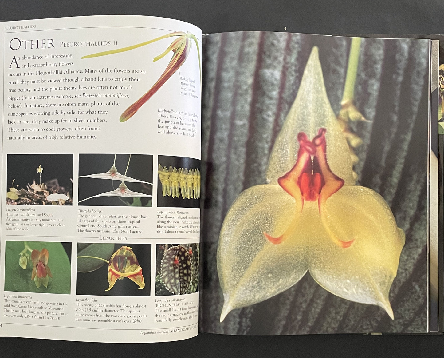 Ultimate Orchid by Thomas John Sheehan
