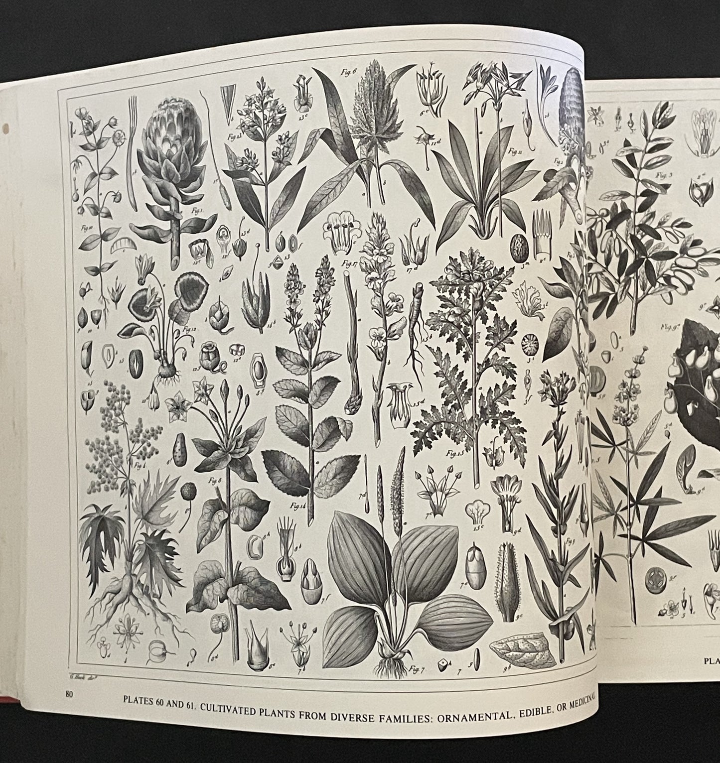 The Complete Encyclopedia of Illustration by Johann Georg Heck
