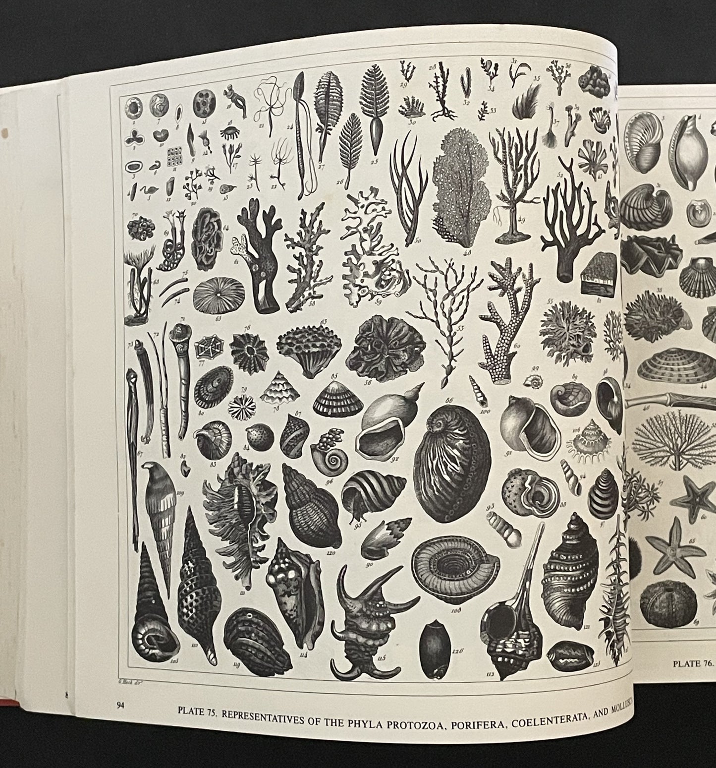 The Complete Encyclopedia of Illustration by Johann Georg Heck