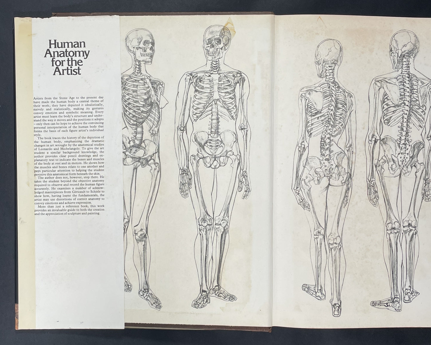 Human Anatomy for the Artist by John Raynes