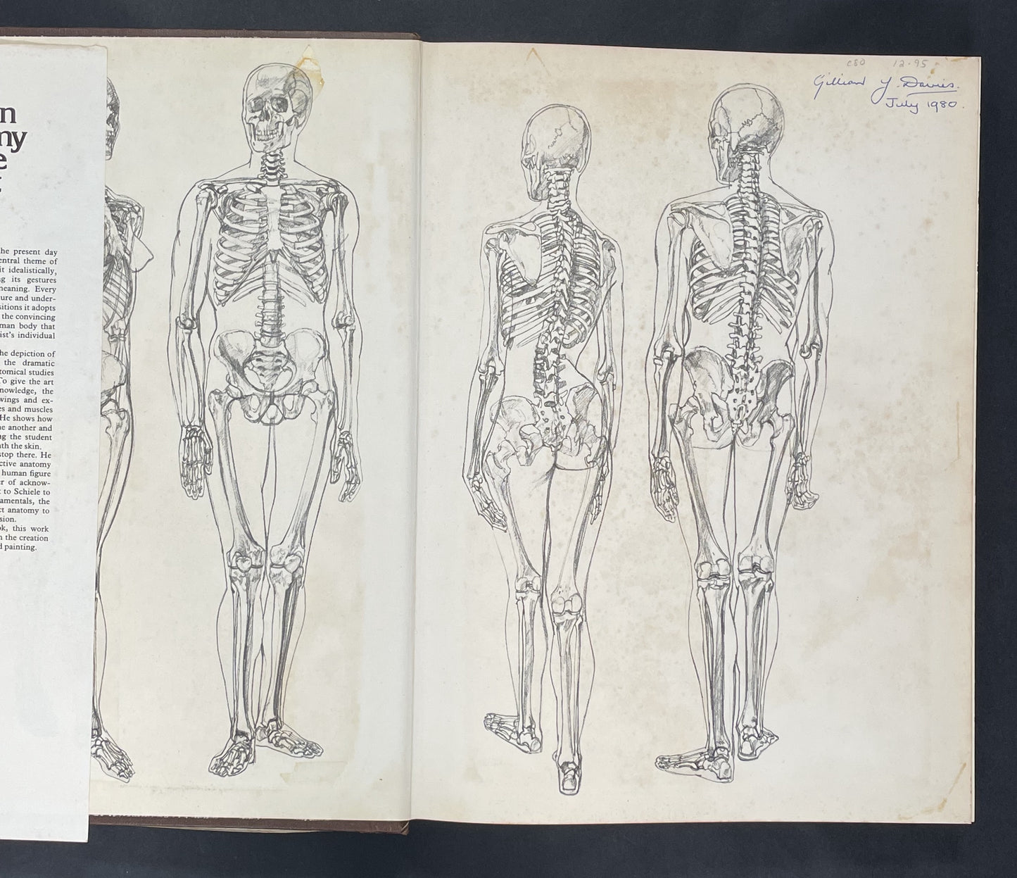 Human Anatomy for the Artist by John Raynes