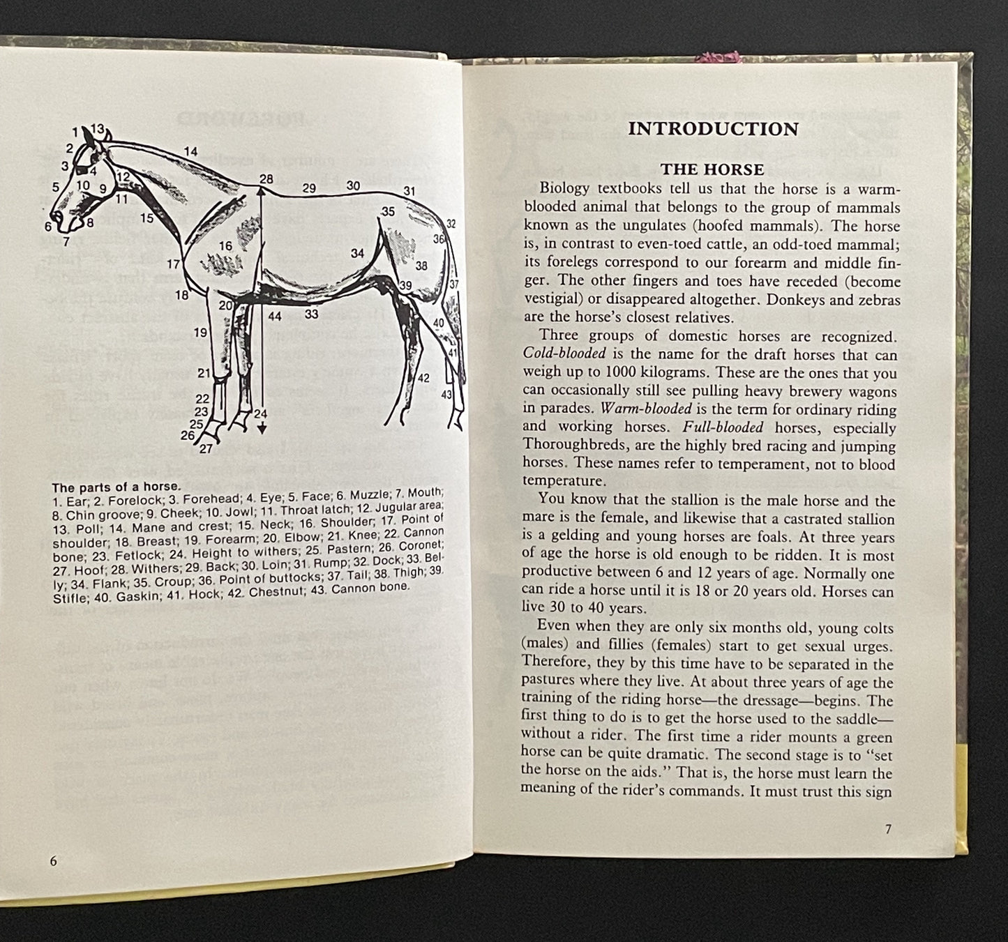 The Right Way to Start Horse Riding by Kurt Hoffman
