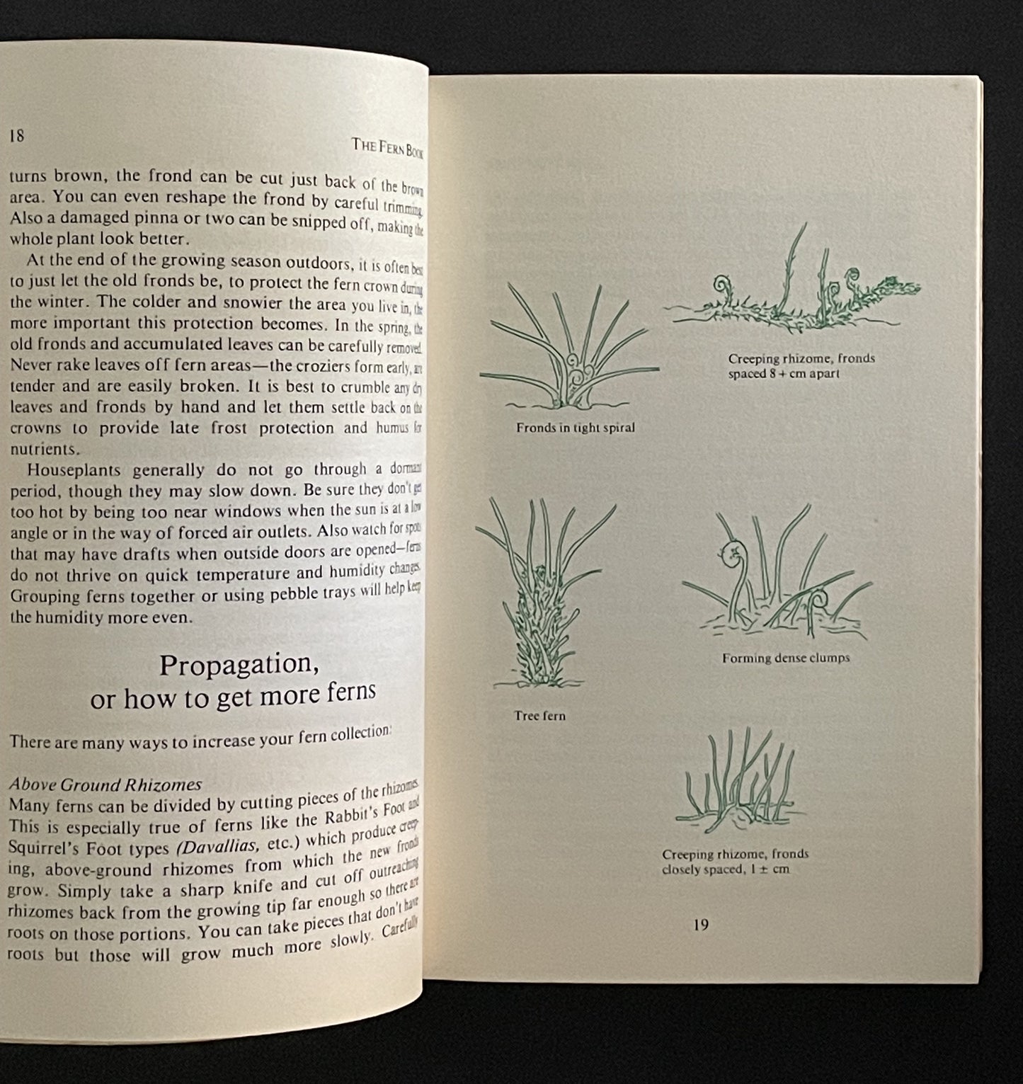 The Fern Book by Mabel Crittenden