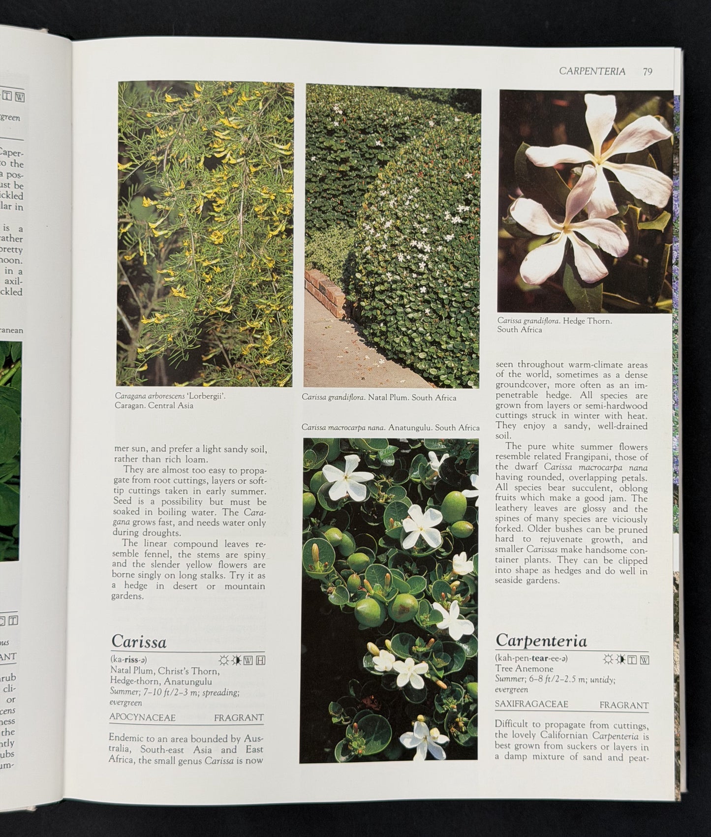 What Shrub Is That? by Stirling Macoboy