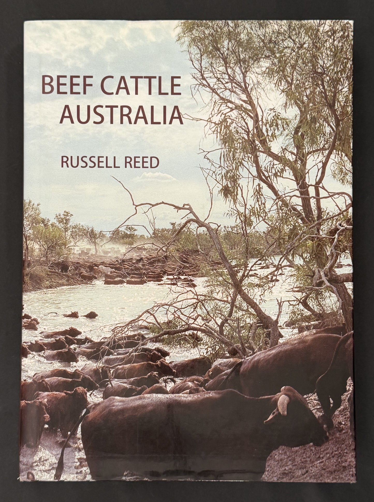 Beef Cattle Australia by Russell Reed