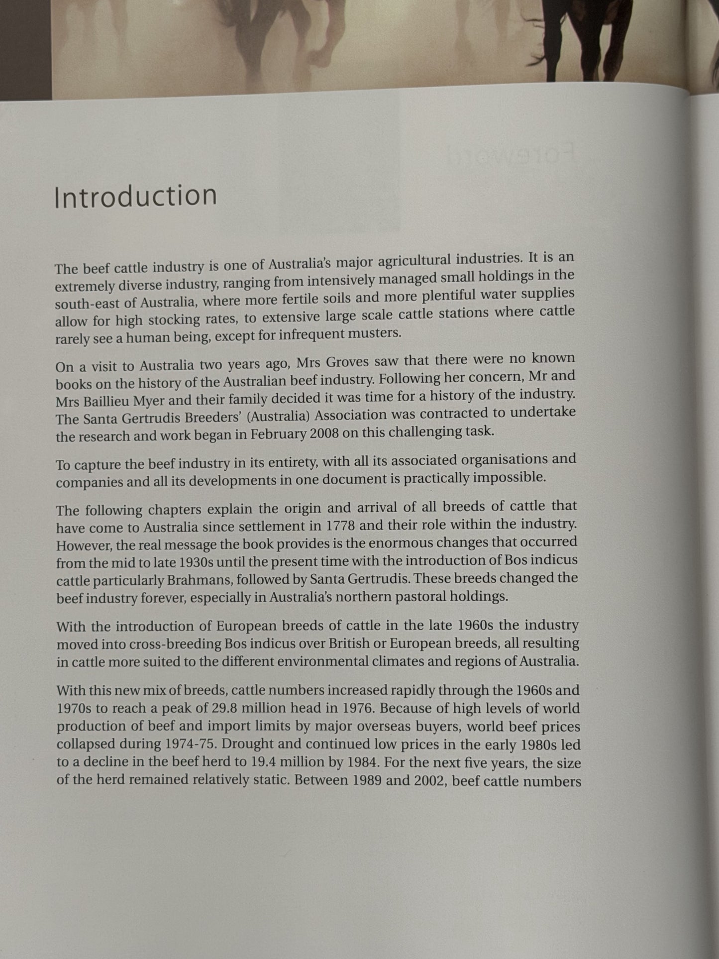 Beef Cattle Australia by Russell Reed
