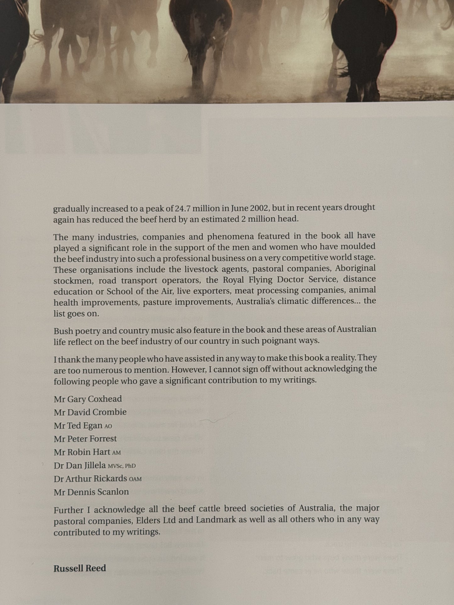 Beef Cattle Australia by Russell Reed