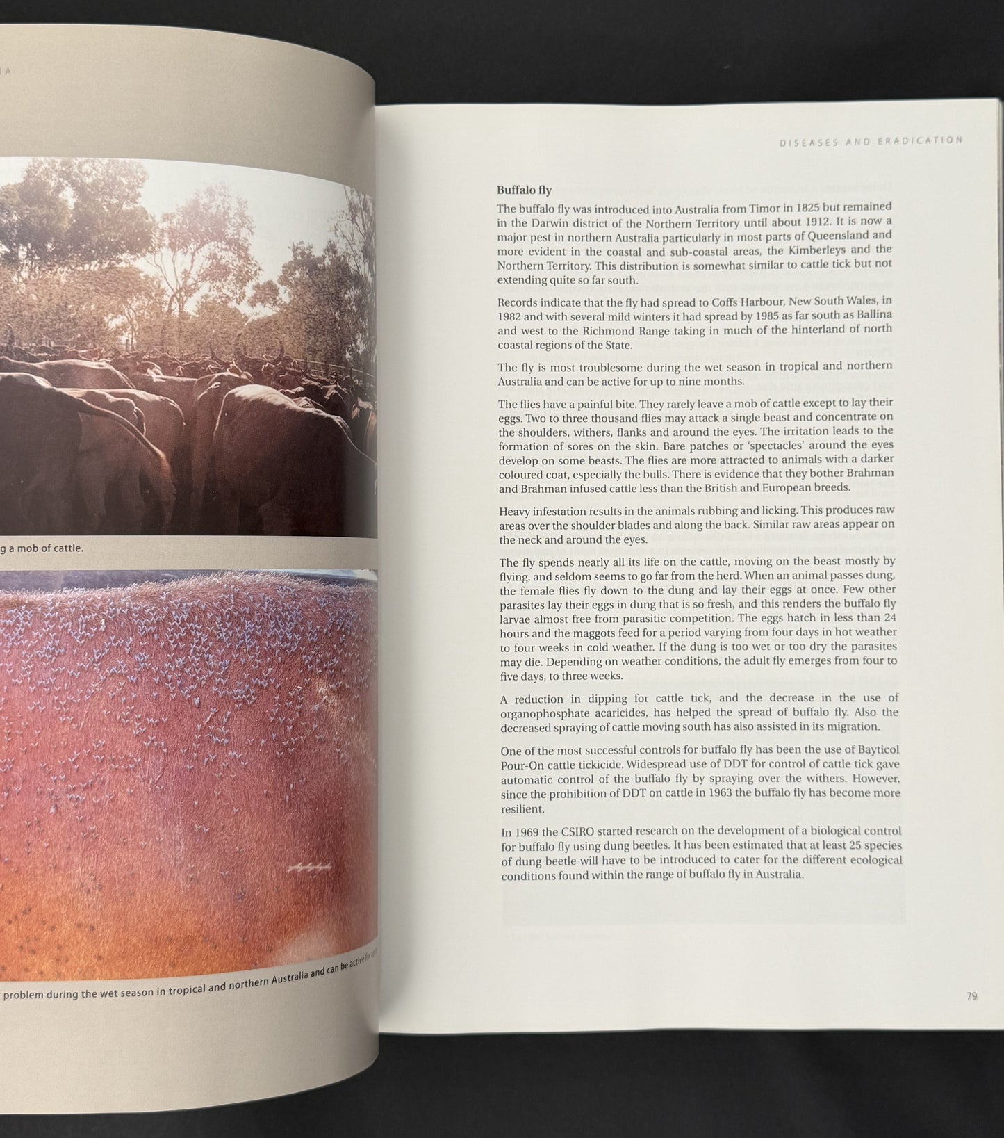 Beef Cattle Australia by Russell Reed