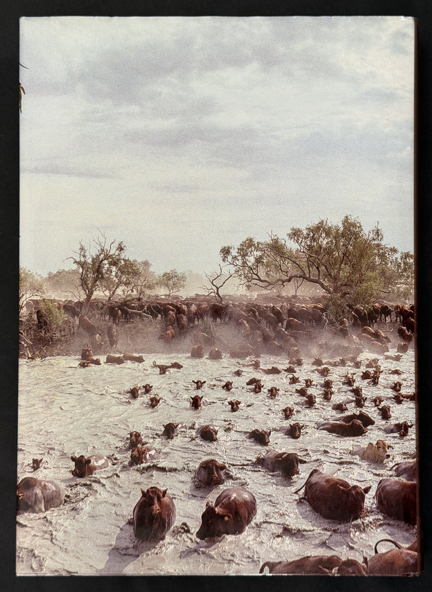 Beef Cattle Australia by Russell Reed
