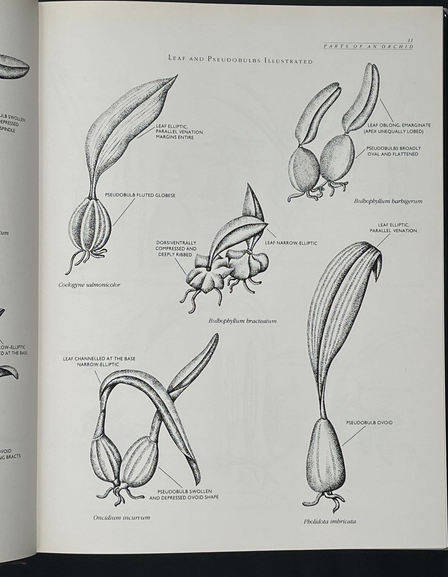 A Guide to Orchids of the World by Margaret Hodgson et al.