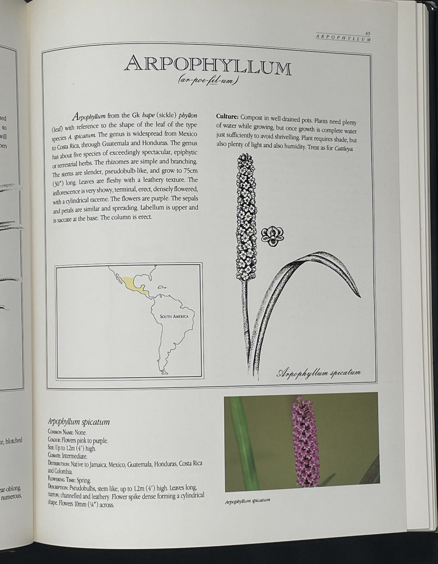 A Guide to Orchids of the World by Margaret Hodgson et al.