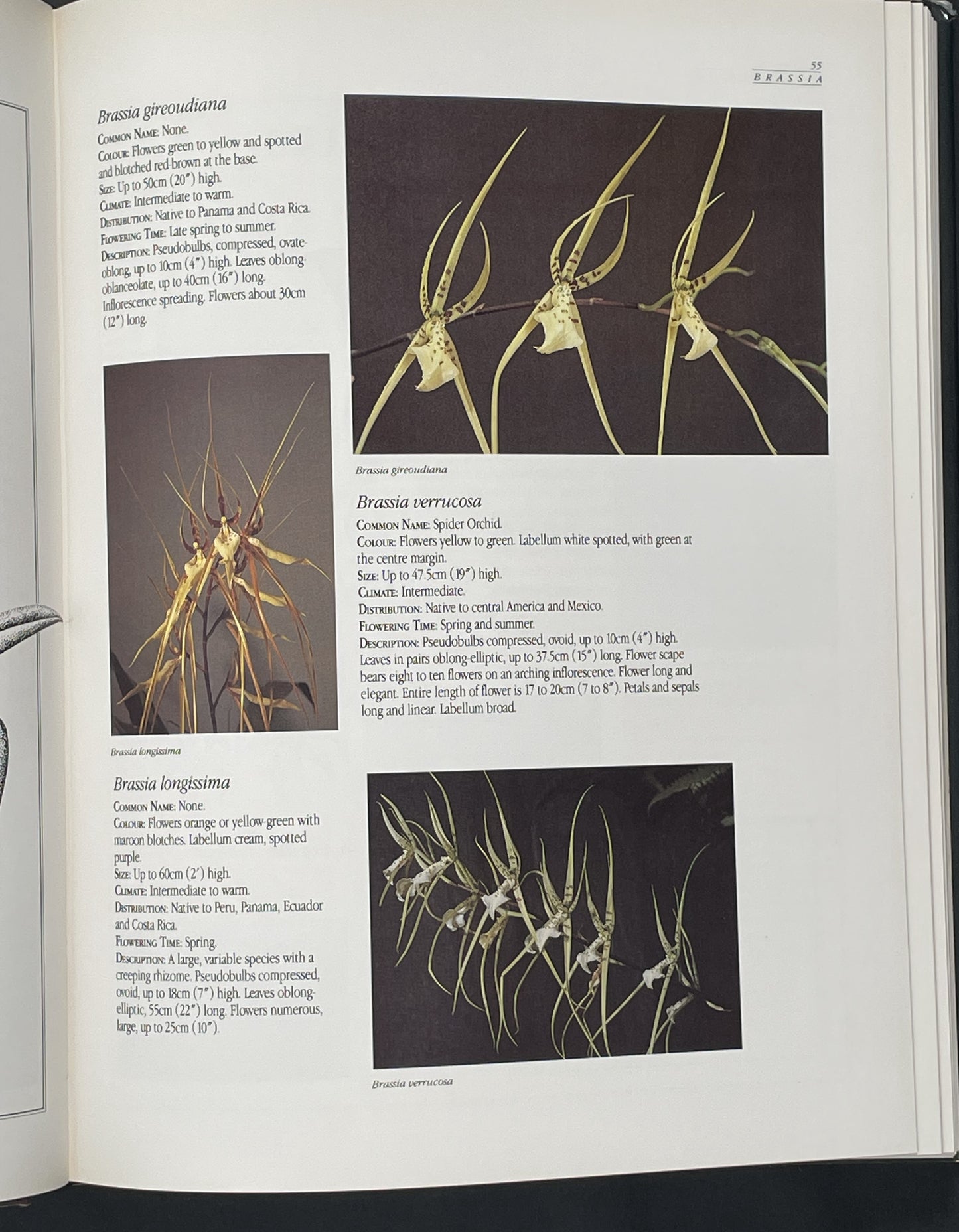 A Guide to Orchids of the World by Margaret Hodgson et al.