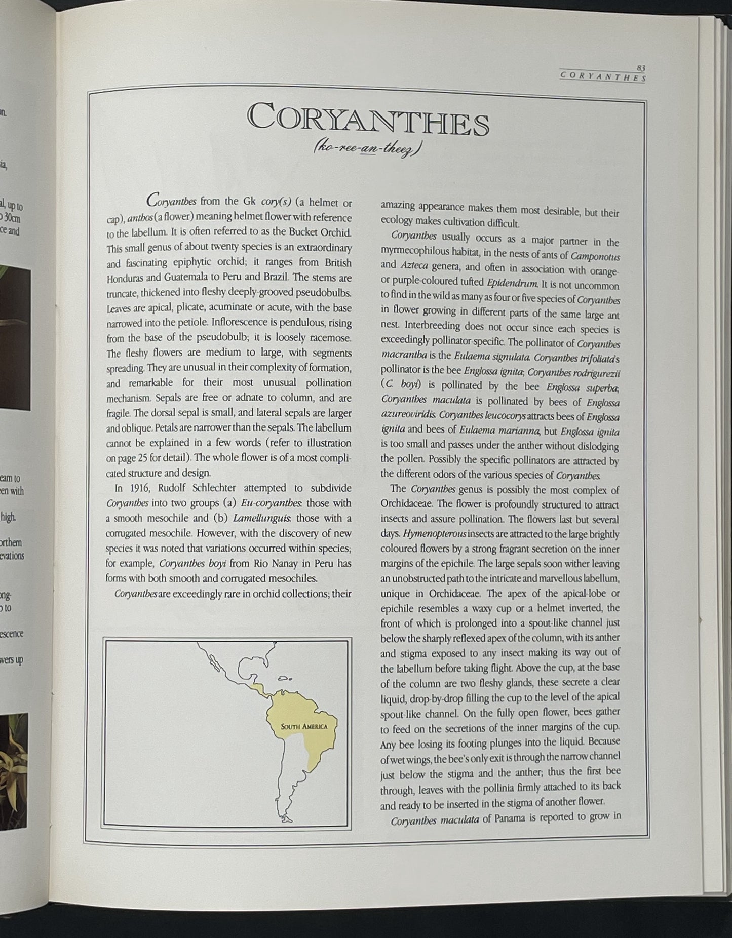 A Guide to Orchids of the World by Margaret Hodgson et al.