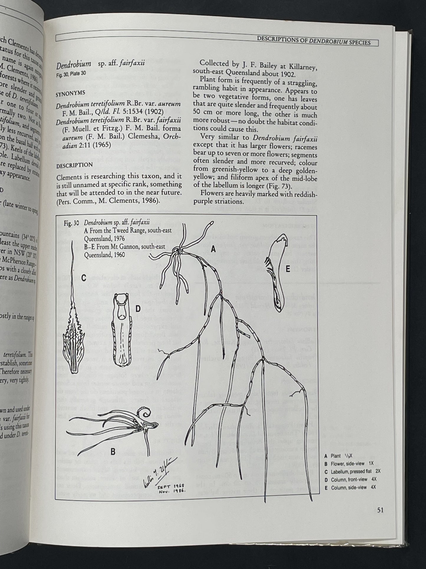 Dendrobium Orchids of Australia by W. T. Upton