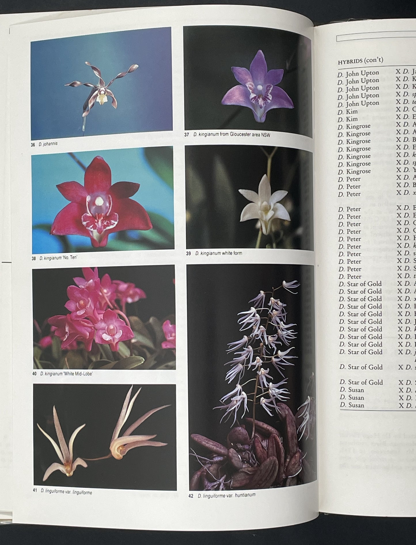 Dendrobium Orchids of Australia by W. T. Upton