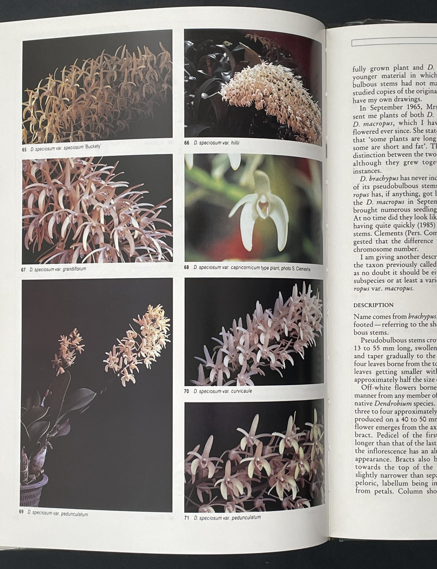 Dendrobium Orchids of Australia by W. T. Upton