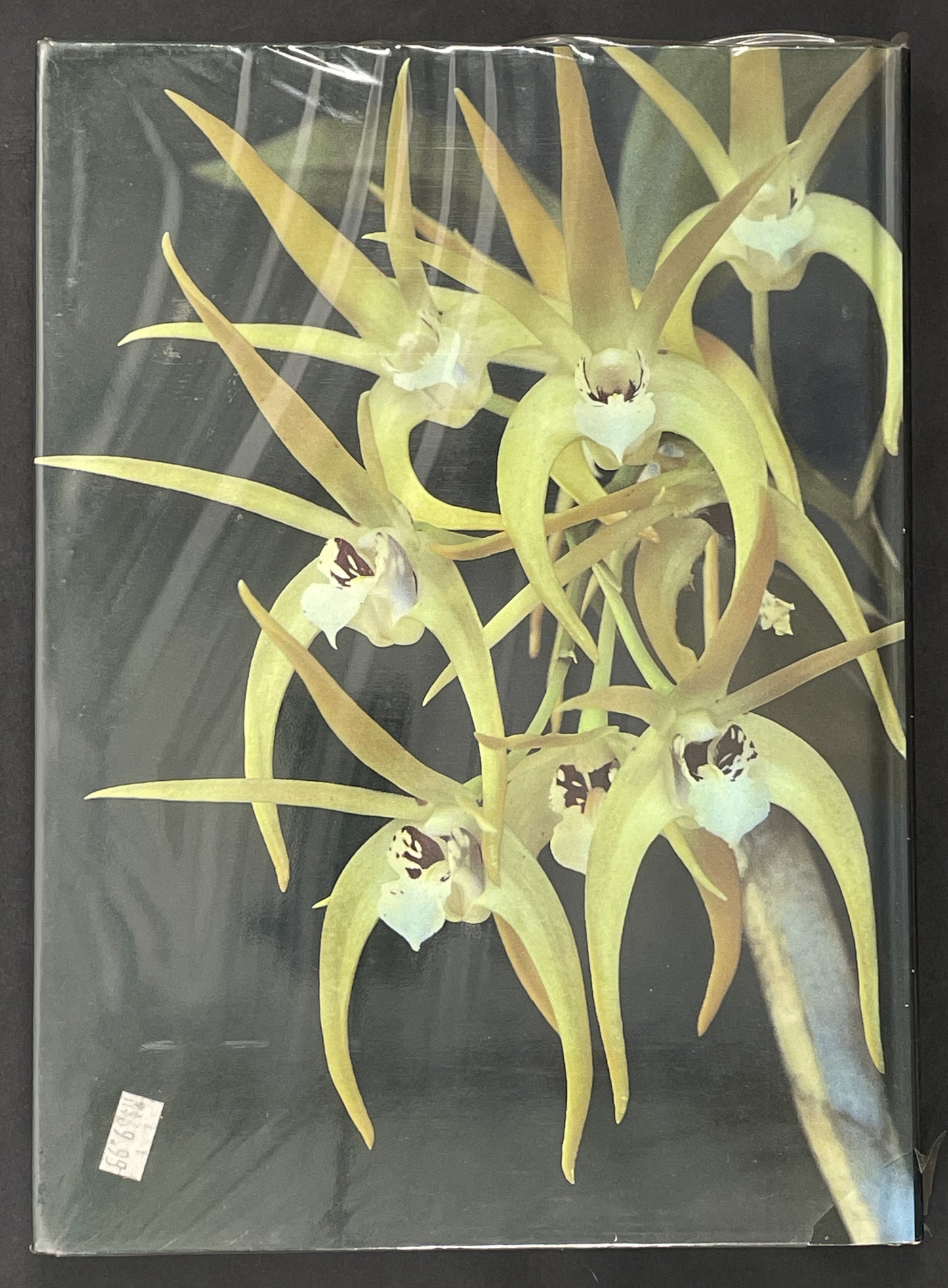 Dendrobium Orchids of Australia by W. T. Upton