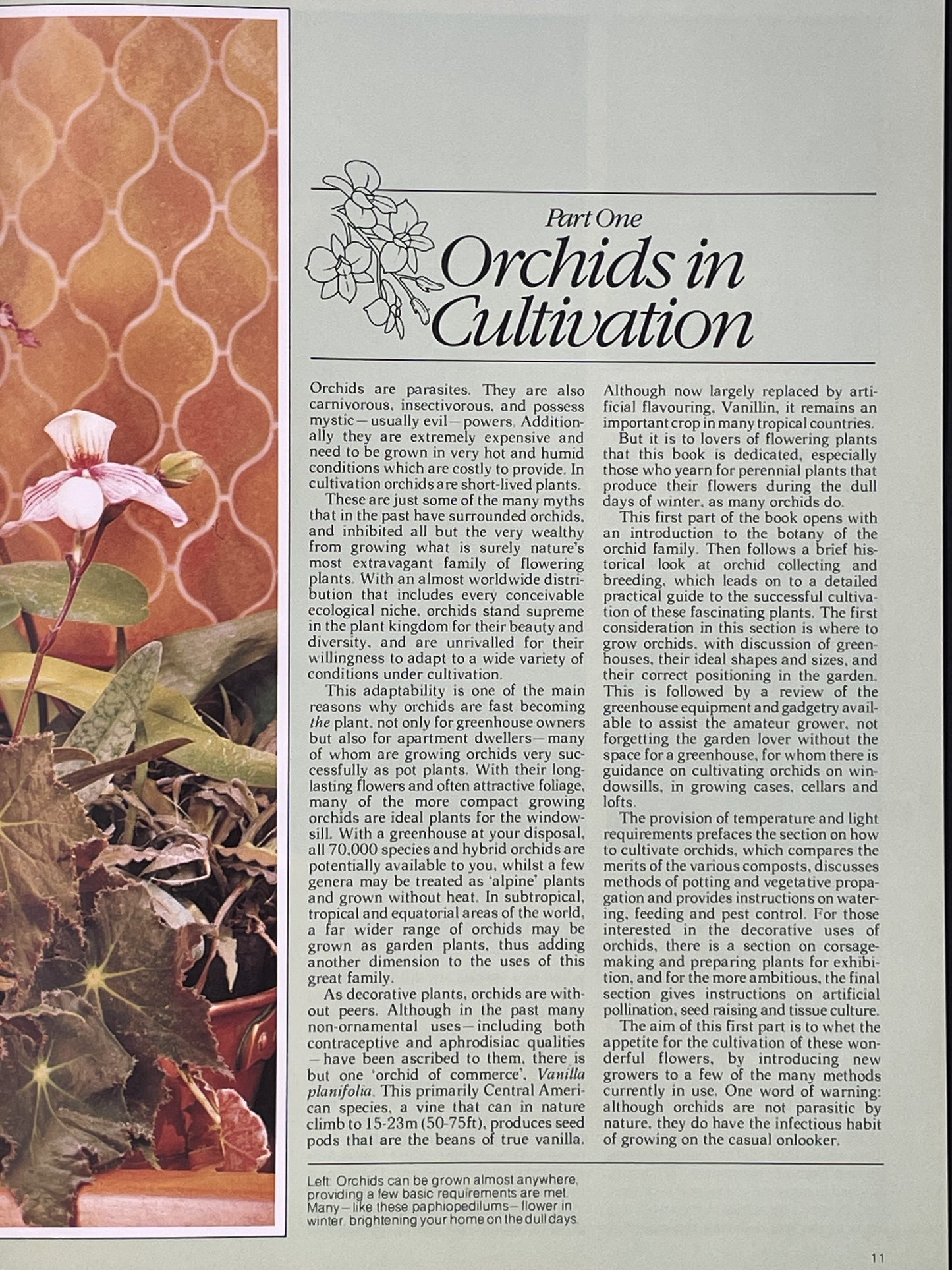 Orchids for Everyone by Brian Williams
