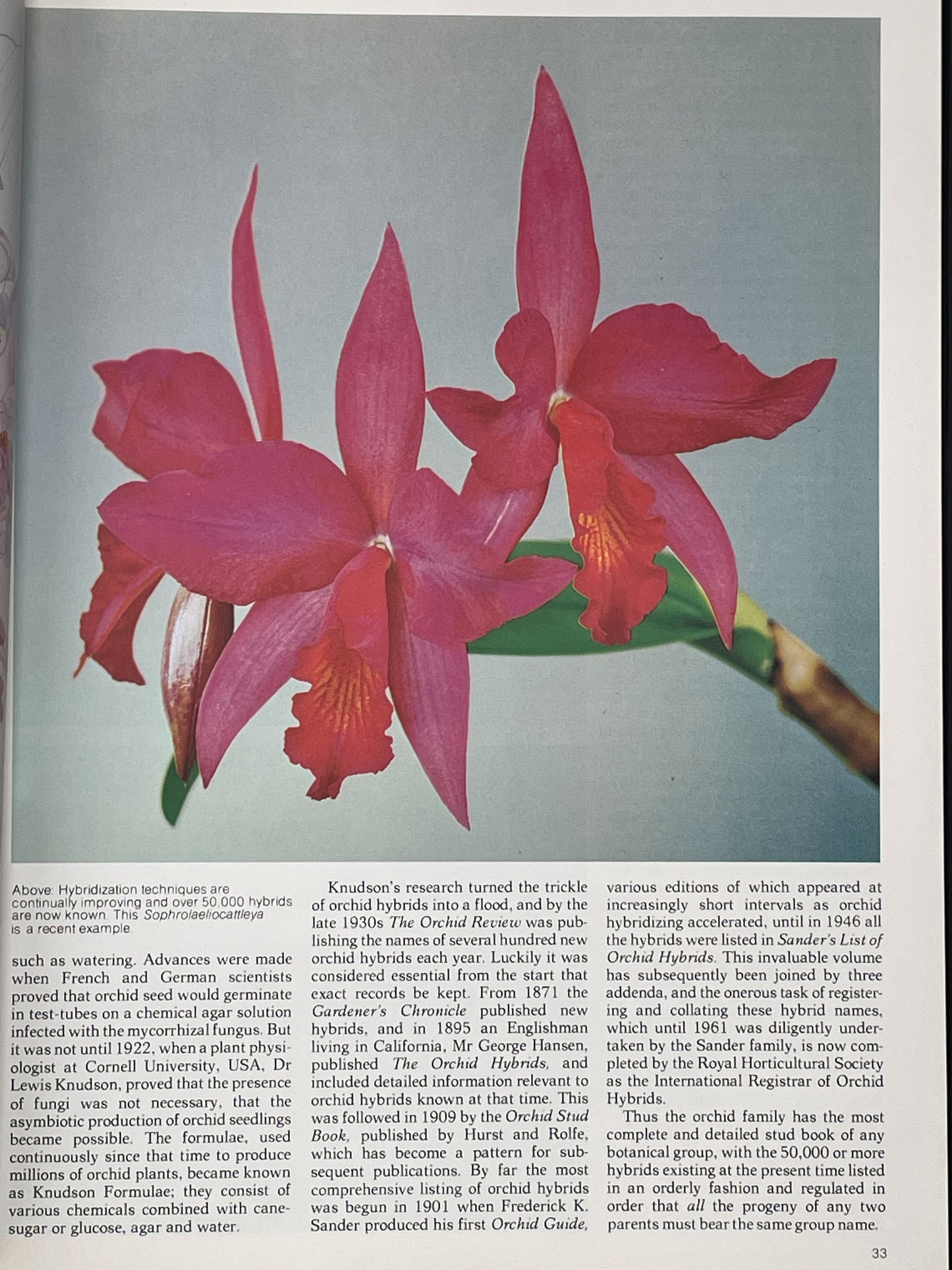 Orchids for Everyone by Brian Williams