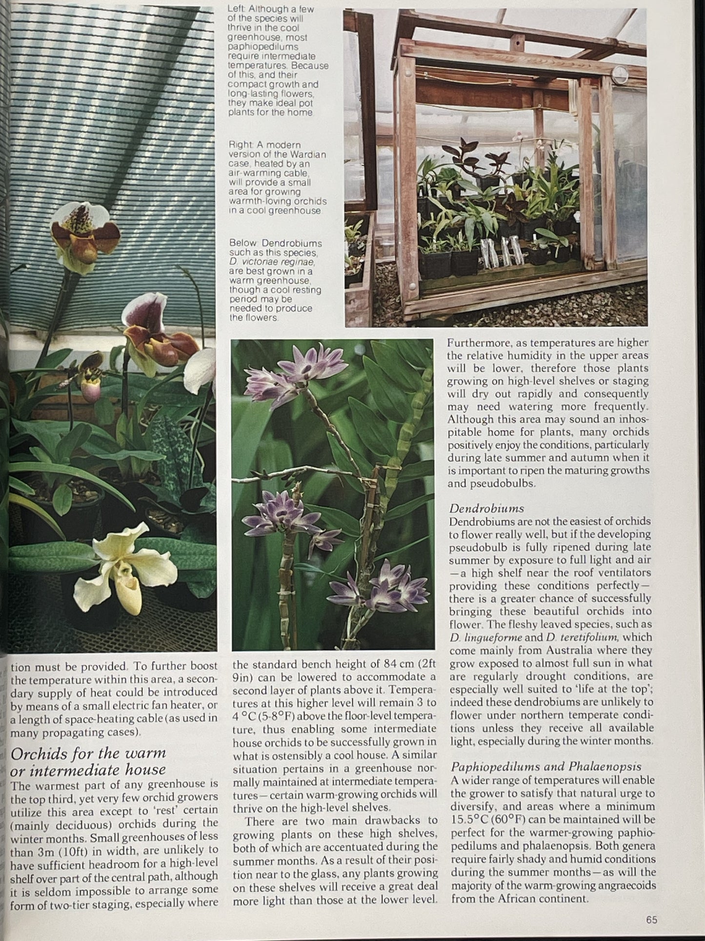 Orchids for Everyone by Brian Williams