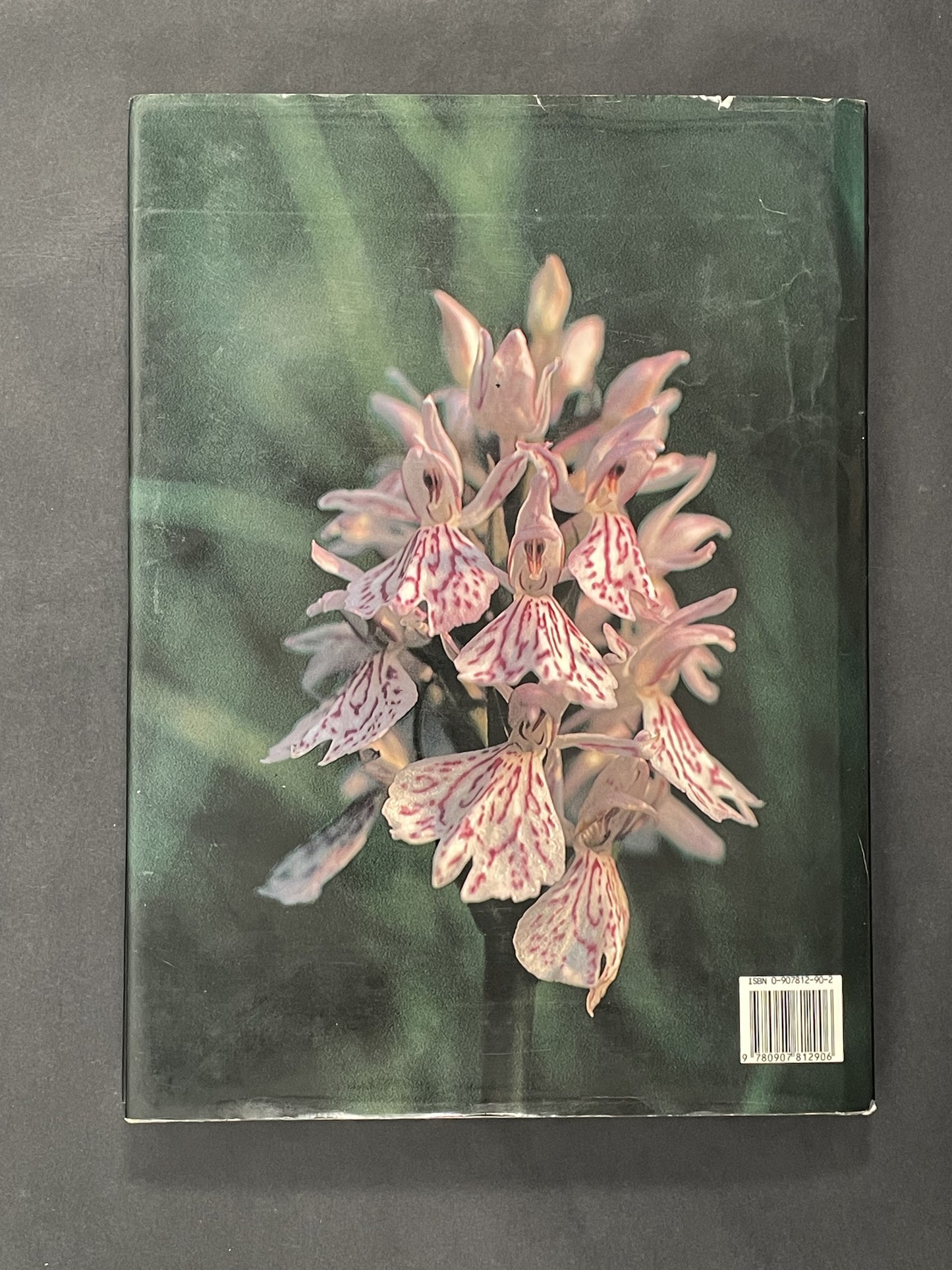 Orchids for Everyone by Brian Williams