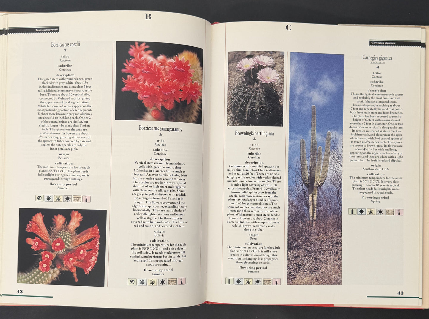 Cacti by Marcus Schneck