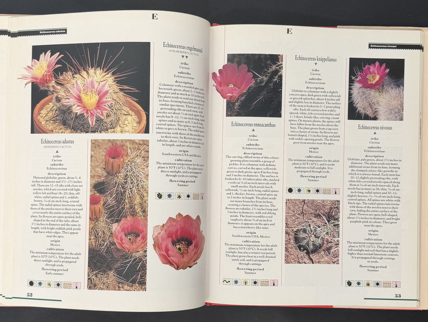 Cacti by Marcus Schneck