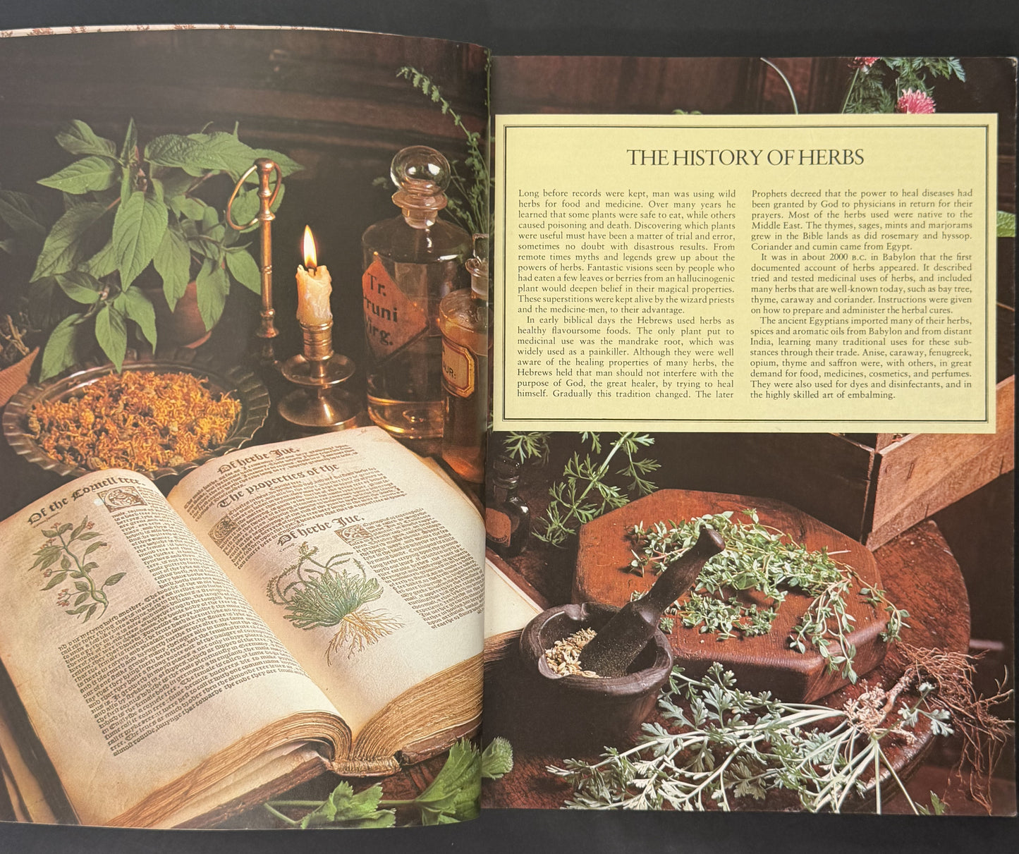The Herb Book by Arabella Boxer, Philippa Back