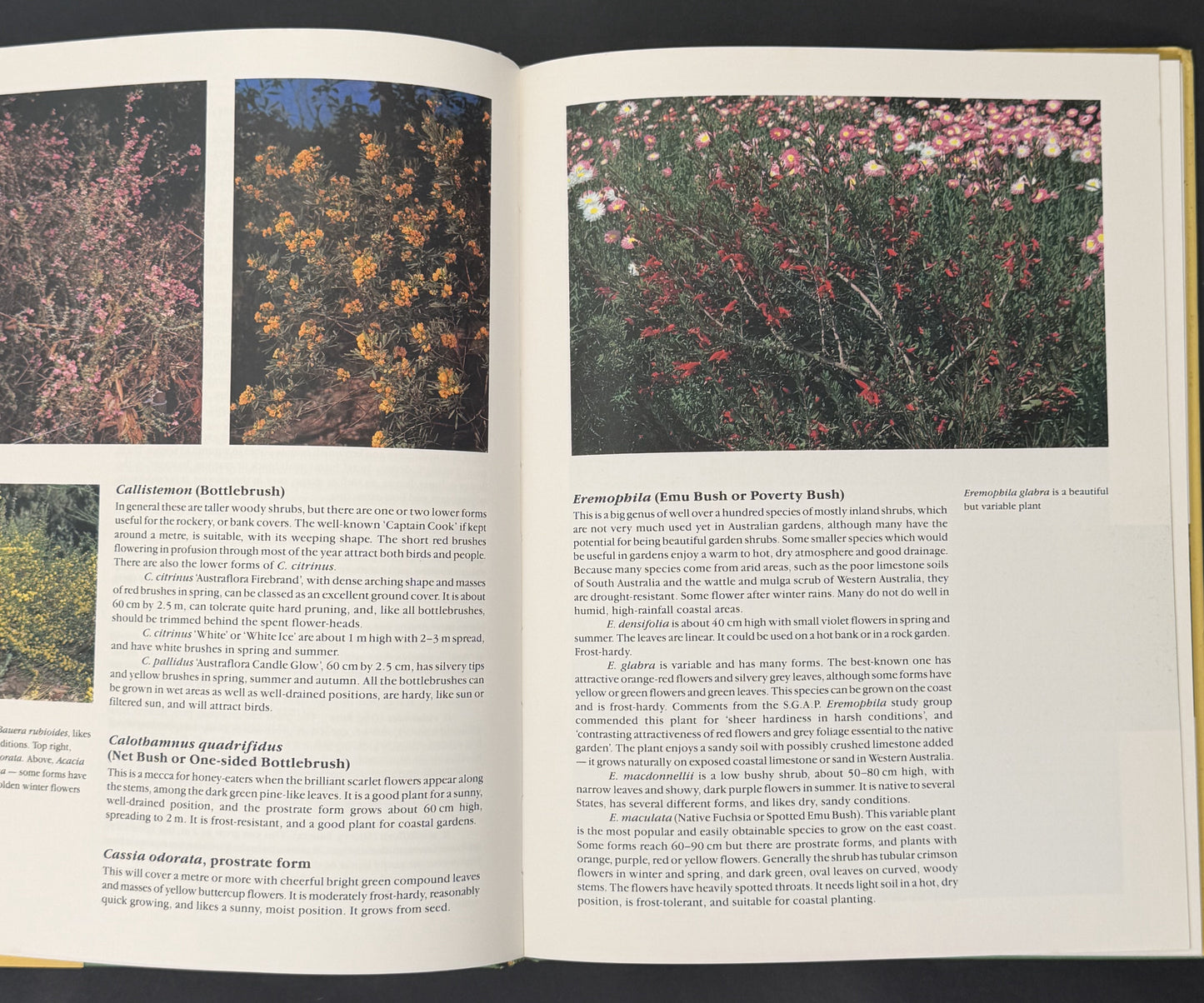 Australian Native Plants for Rockeries & Ground Cover by Frances Hutchison