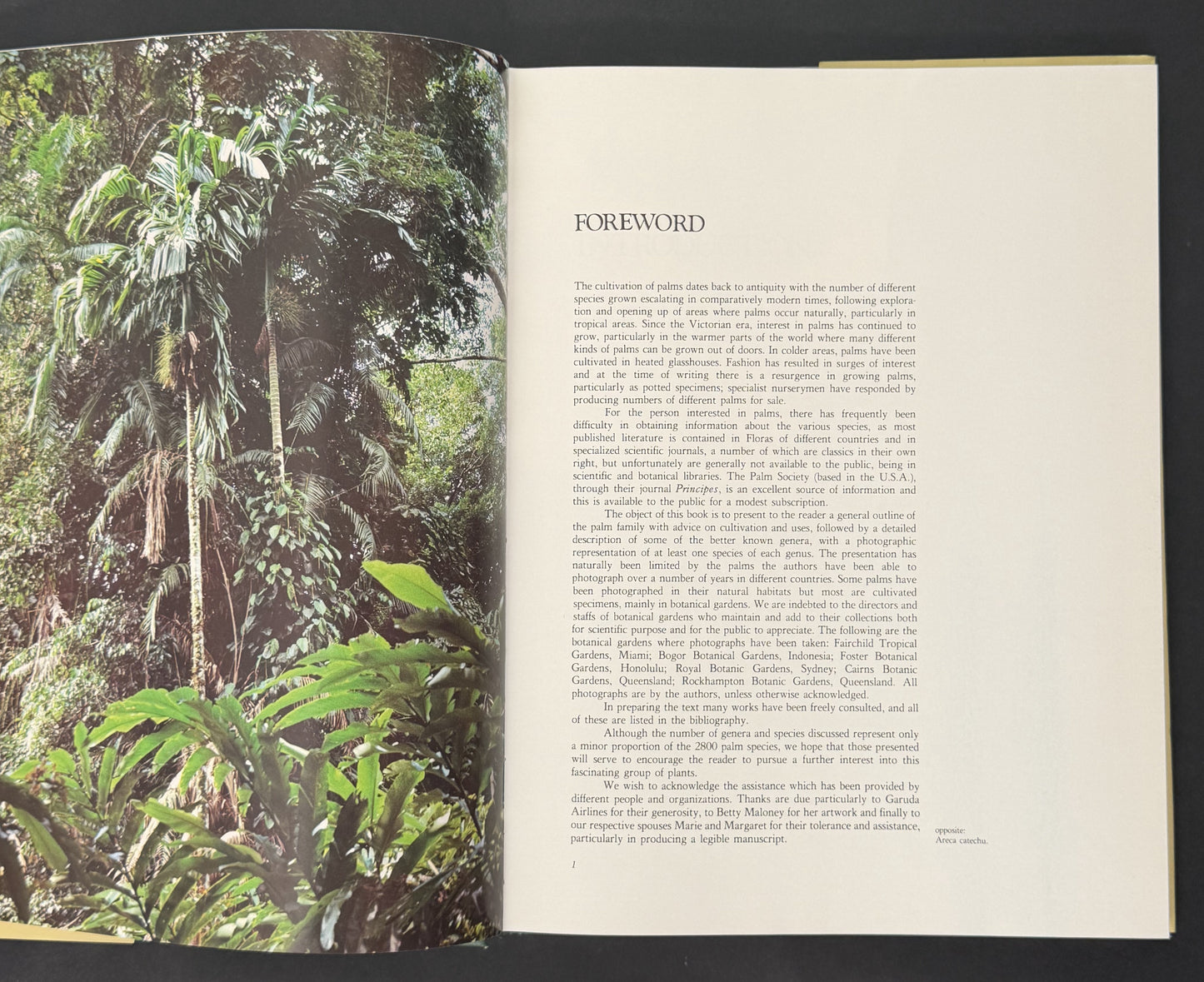 Palms, an Informative, Practical Guide to Palms of the World