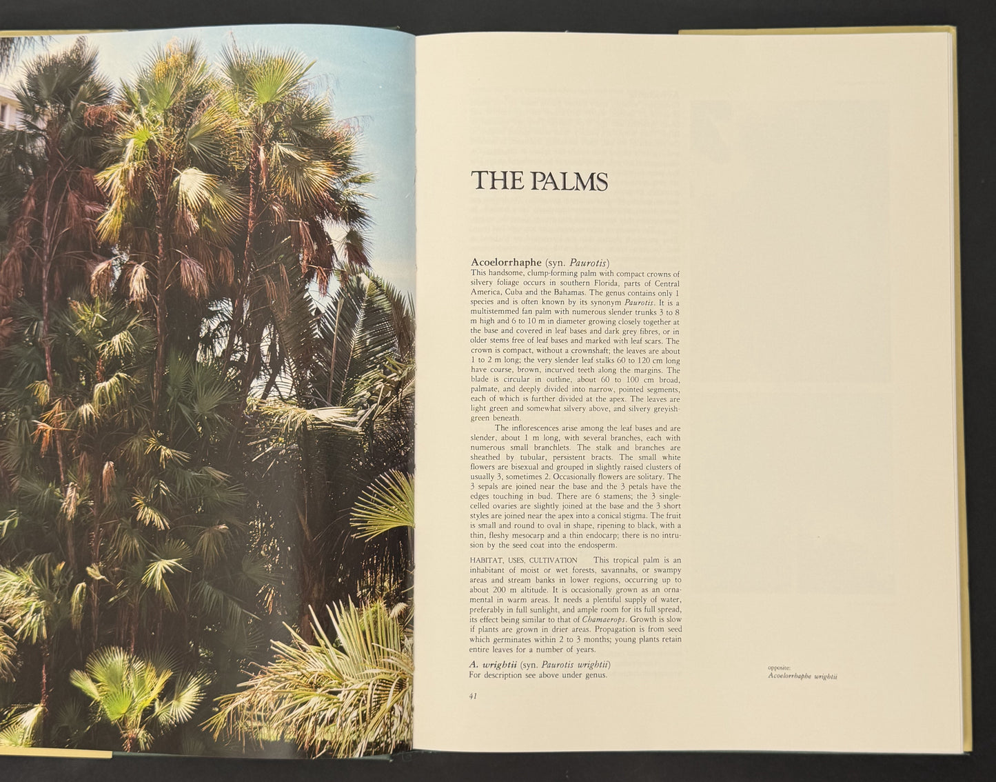 Palms, an Informative, Practical Guide to Palms of the World