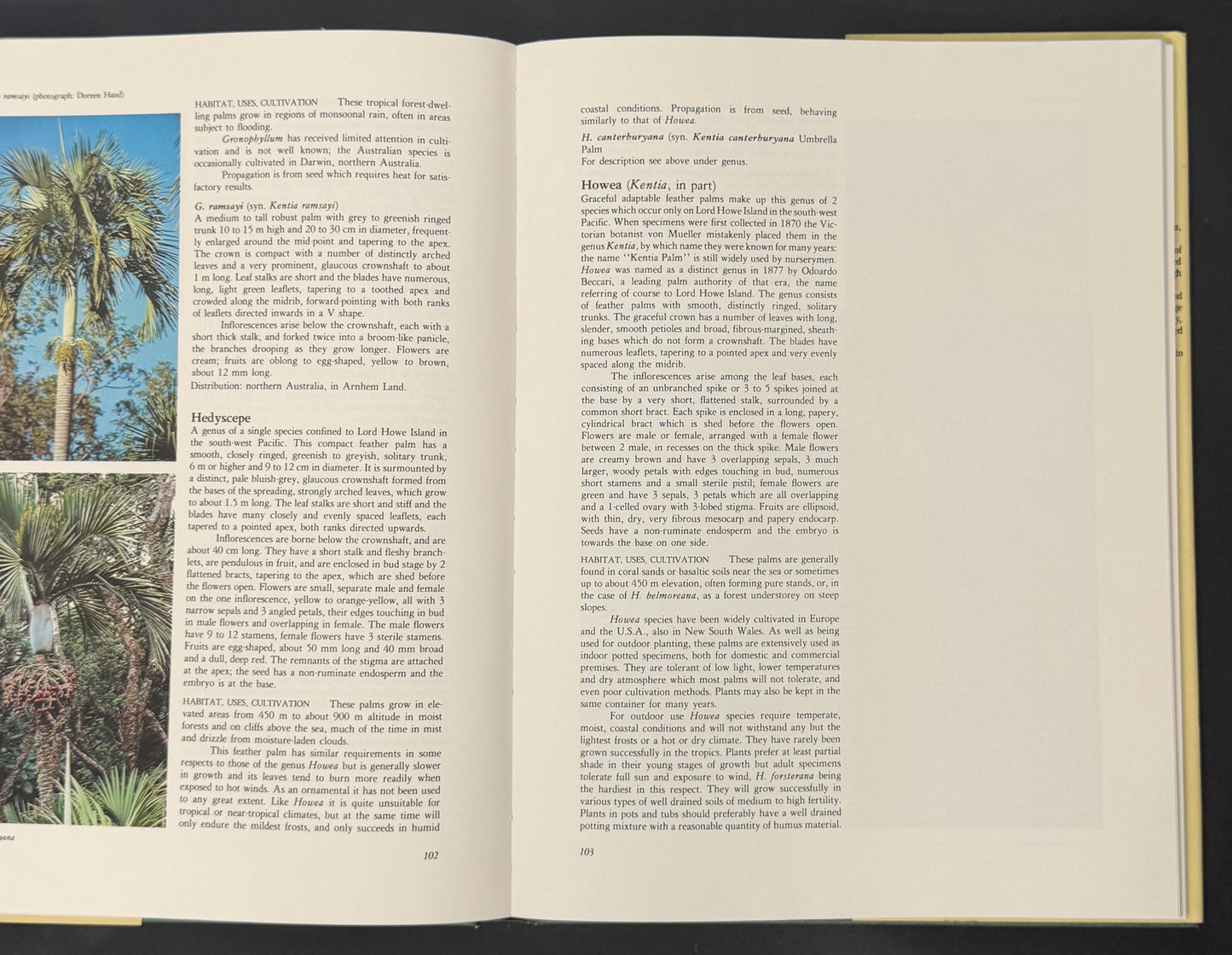 Palms, an Informative, Practical Guide to Palms of the World