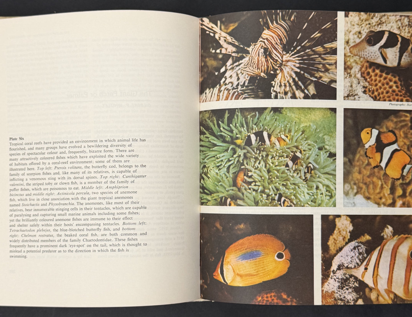 A Treasury of Australian Wildlife by Donald F. McMichael